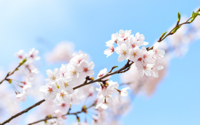 Haiku : nos coeurs battants