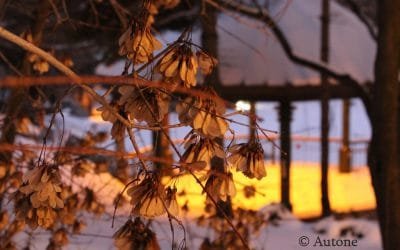 Haiku : Les branches nues