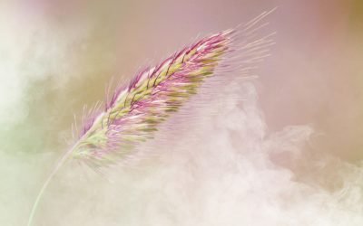 Un Jour, un Geste : Trouver un brin de vie près de chez nous et l’encourager à pousser