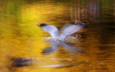 Haiku : Les ailes déployées