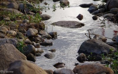 Haiku : Le cours du ruisseau